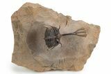 Trident Walliserops Trilobite - Exceptional Preparation #300605-3